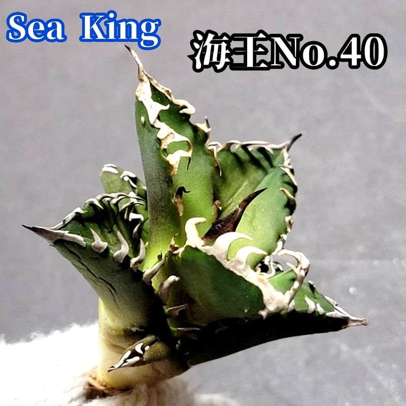 極上血統！ 海王 No.40 アガベ チタノタ 成熟すると一般的なチタノタと