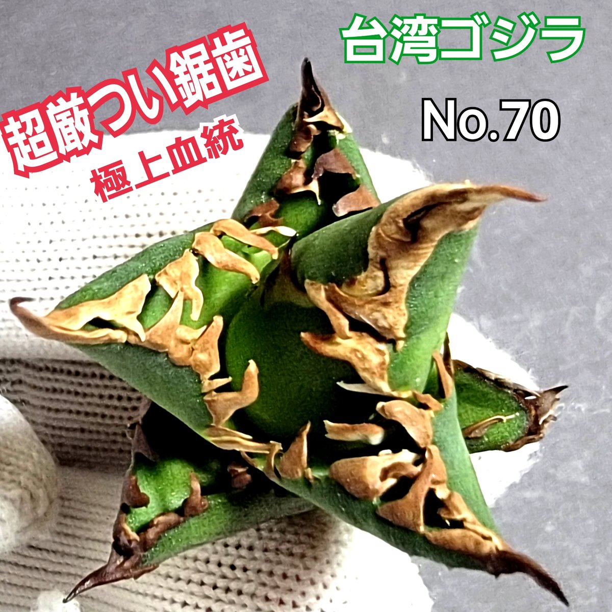 台湾ゴジラ No.70 不規則に乱れる超厳つい鋸歯が特徴的！入手困難な