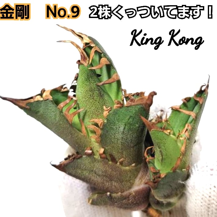 アガベ チタノタ 金剛 No.9 King Kong ゴツくて鋭い鋸歯が特徴