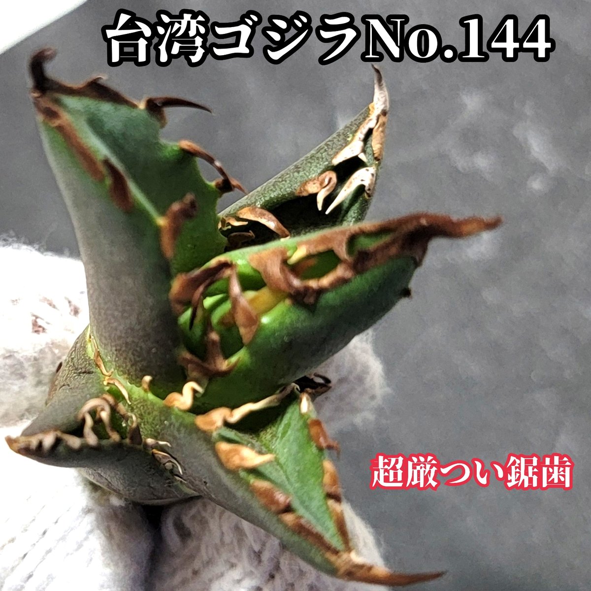 台湾ゴジラ No.64 不規則に乱れる超厳つい鋸歯が特徴的！入手困難高級  