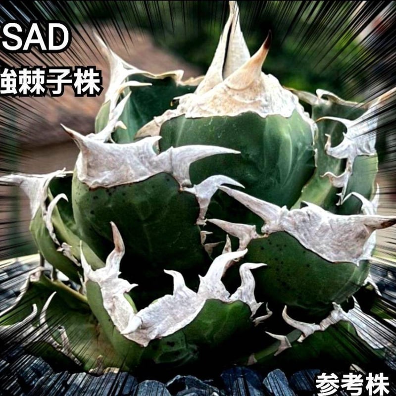 極上株 SAD 南アフリカダイヤモンド No.45 強棘子株 白い鋸歯の 極上株 SAD 南アフリカダイヤモンド No.45 強棘子株 白い鋸歯の