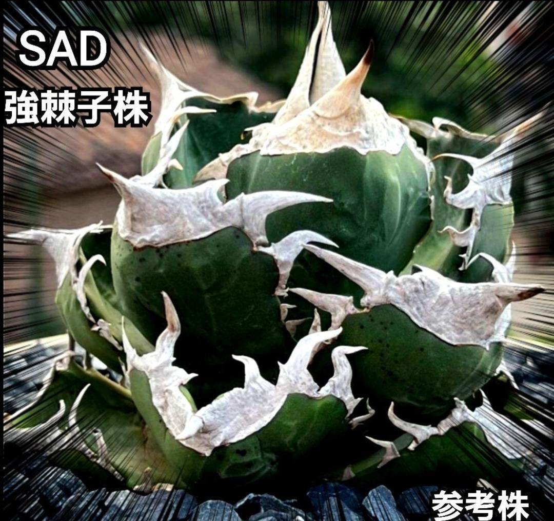 極上株 SAD 南アフリカダイヤモンド No.45 強棘子株 白い鋸歯の 極上株 SAD 南アフリカダイヤモンド No.45 強棘子株 白い鋸歯の