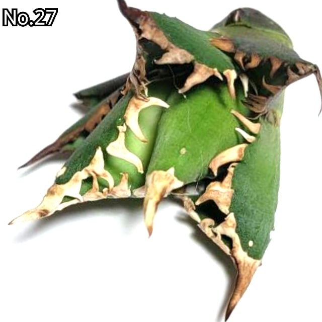 極上血統！ 海王 No.27 アガベ チタノタ 成熟すると一般的な