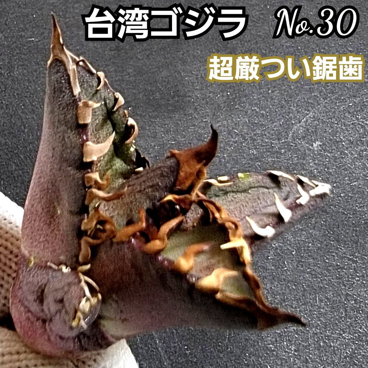 台湾ゴジラ No.30 不規則に乱れる超厳つい鋸歯が特徴的！入手困難な