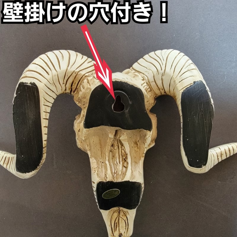 スカルホーン ヤギの頭蓋骨 壁掛け、置物にカッコいいです！ネイティブ