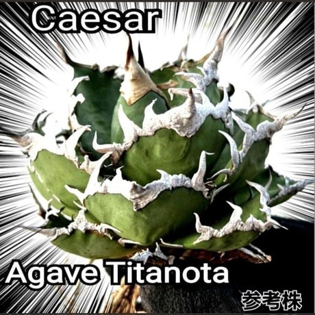 アガベ　チタノタ　シーザーNo.20　カマのように鋭く細かい鋸歯と鋭い強棘が特徴！　Agave Titanota Caesar