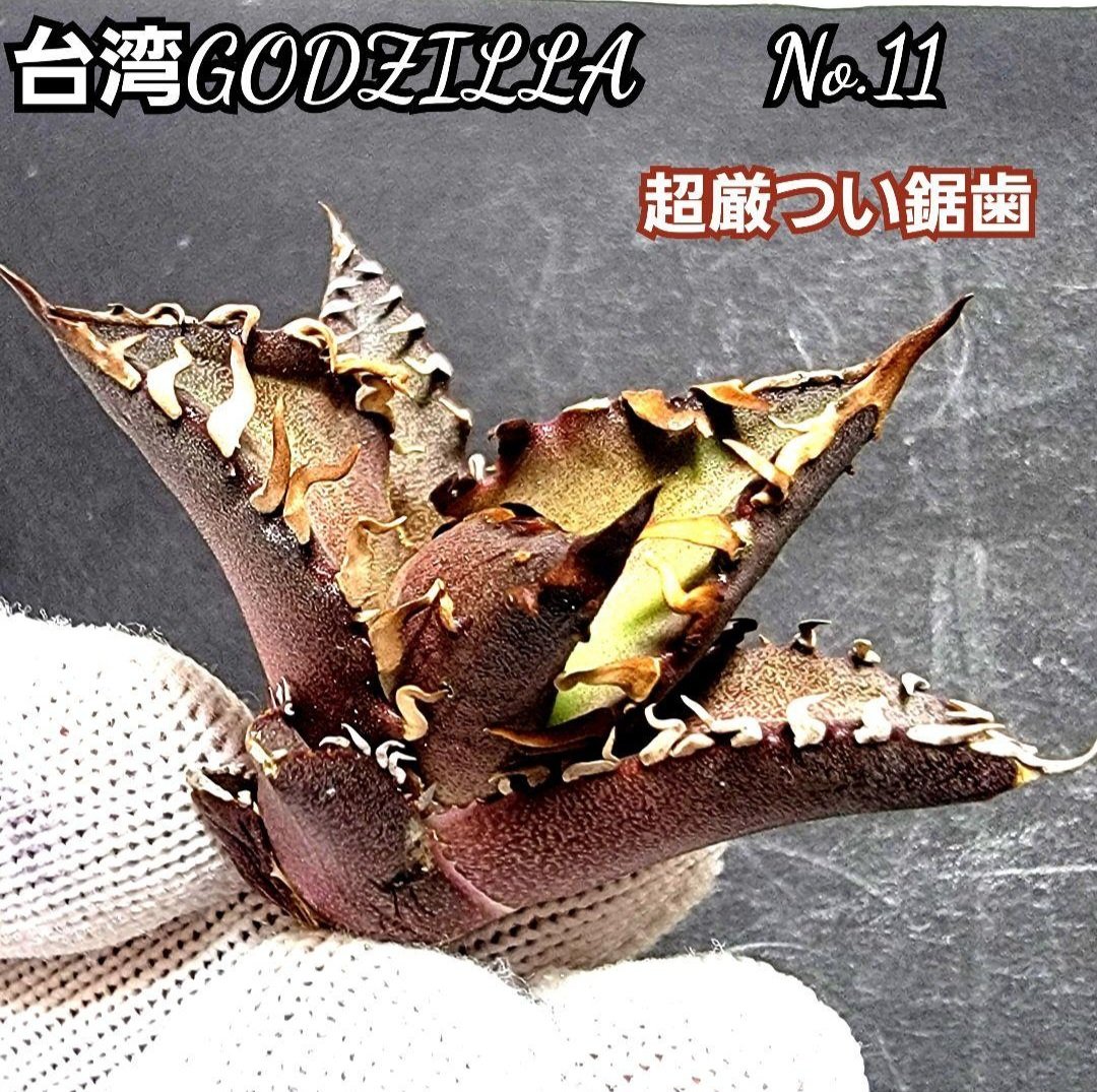 台湾ゴジラ No.116 不規則に乱れる超厳つい鋸歯が特徴的！入手困難高級