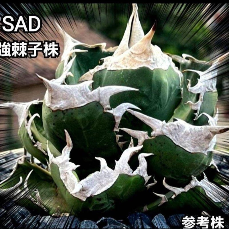 コレクション親株】アガベ チタノタ オテロイ SAD 子株付き 極上株