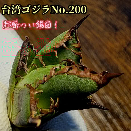 オテロイ | STORES