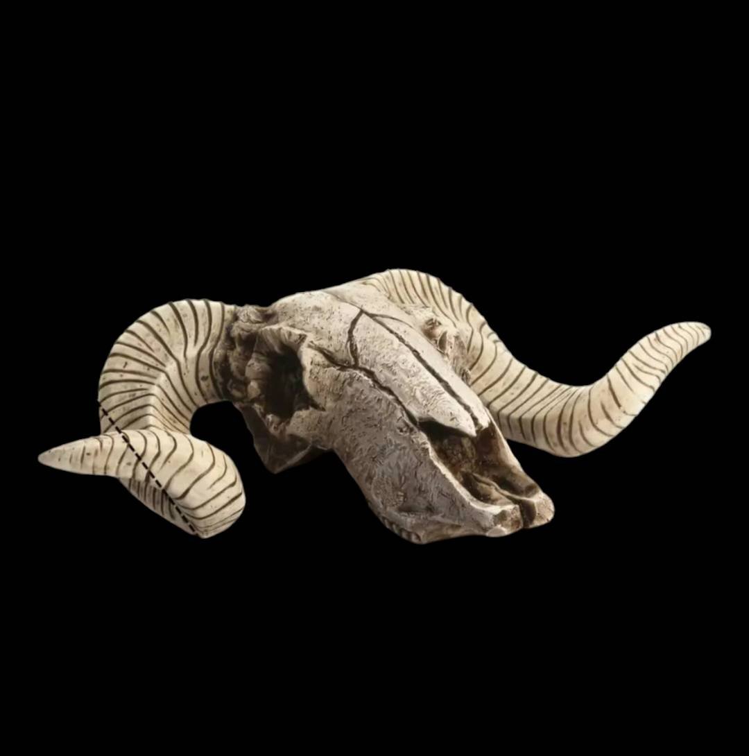 スカルホーン ヤギの頭蓋骨 壁掛け、置物にカッコいいです！ネイティブ