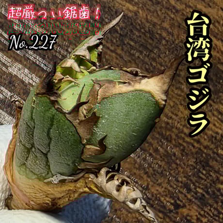 シーザー | STORES