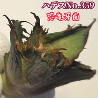 アガベ　 チタノタ 　ハデス　No.359　 優良血統子株厳選　恐竜牙歯