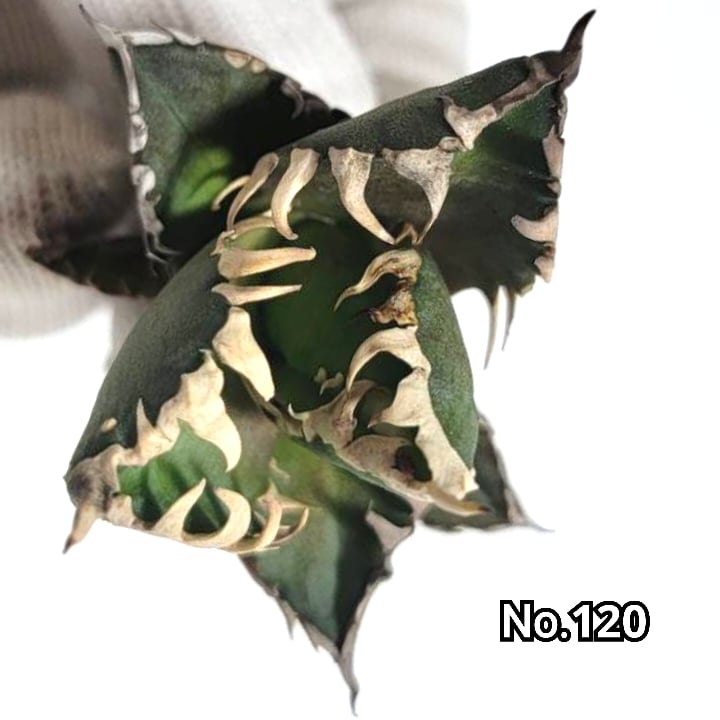 台湾ゴジラ　No.187　不規則に乱れる超厳つい鋸歯が特徴的！入手困難高級アガベ 台湾ゴジラ No.187 不規則に乱れる超厳つい鋸歯が特徴的！入手