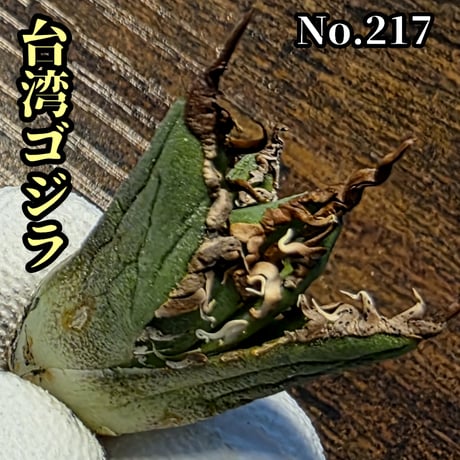 南アフリカダイヤモンド | STORES