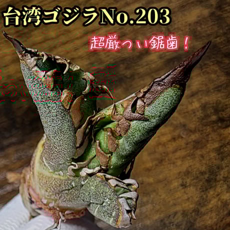 ウシ　アガベ　　オテロイチタノタまとめ売り　訳あり特価！！ アガベ チタノタ FO-076 