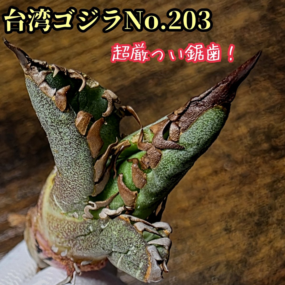 【台湾株】アガベ　台湾　ゴジラ　良血統　子株　将来有望　狂刺 強棘　レア 台湾株】アガベ 台湾 ゴジラ 良血統 子株 将来有望 狂刺 強棘