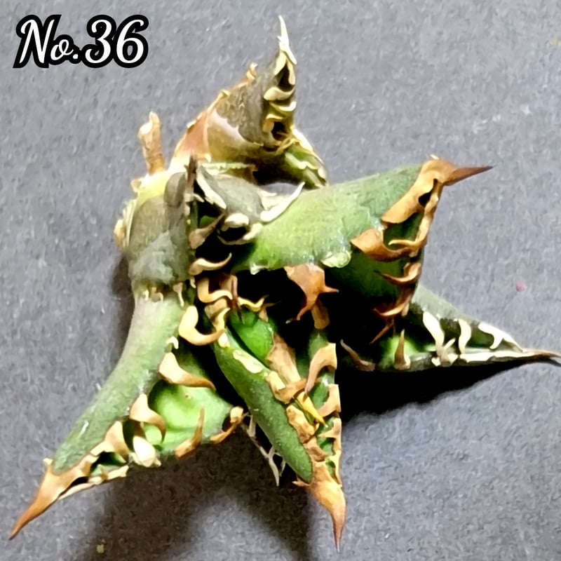 台湾ゴジラ No.36 不規則に乱れる超厳つい鋸歯が特徴的！入手困難な  