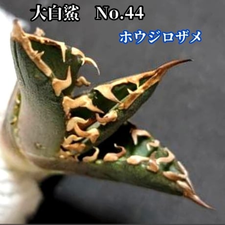 ブラックファイヤー | STORES ブラックファイヤー | STORES
