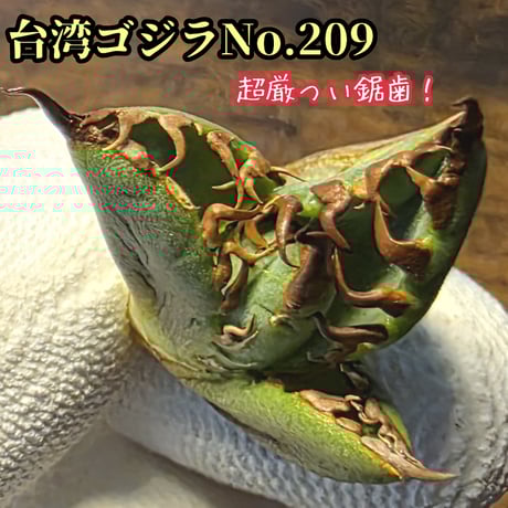 凱撒 SUPER シーザー　変異種　キメラ　激レア株　トリプルヘッド 凱撒 SUPER シーザー 変異種 キメラ 株 トリプルヘッド アガベ