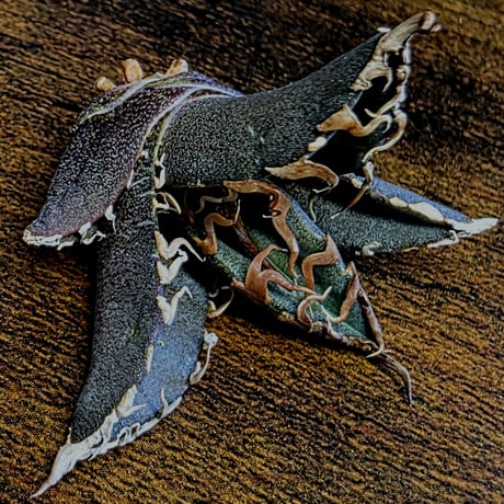 アガベ　チタノタ　シーザーNo.20　カマのように鋭く細かい鋸歯と鋭い強棘が特徴！　Agave Titanota Caesar