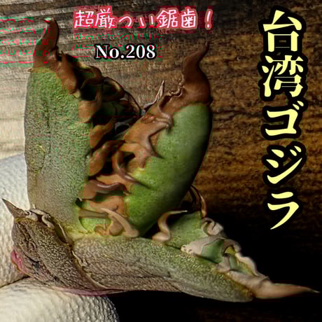 凱撒 SUPER シーザー　変異種　キメラ　激レア株　トリプルヘッド 凱撒 SUPER シーザー 変異種 キメラ 株 トリプルヘッド アガベ