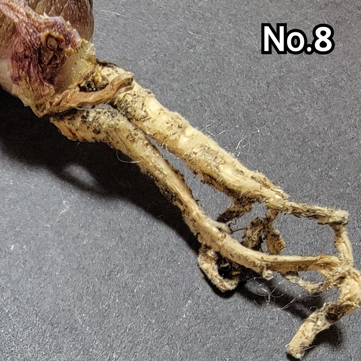 極上血統！ 海王 No.5 アガベ チタノタ 攻撃的な厳つい姿が最大の特徴