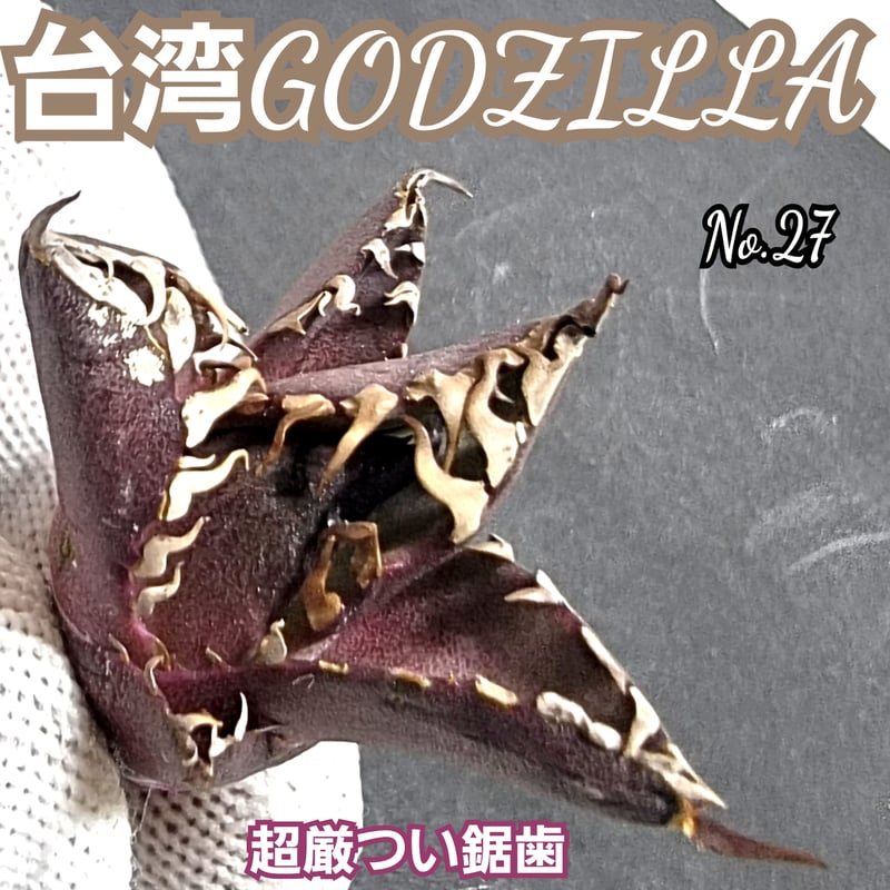 【初期イタリア血統 悪魔 】バケモノ 冰雹 麻花龍 台湾ゴジラ 悪魔くん 初期イタリア血統 悪魔 】バケモノ 冰雹 麻花龍 台湾ゴジラ 悪魔