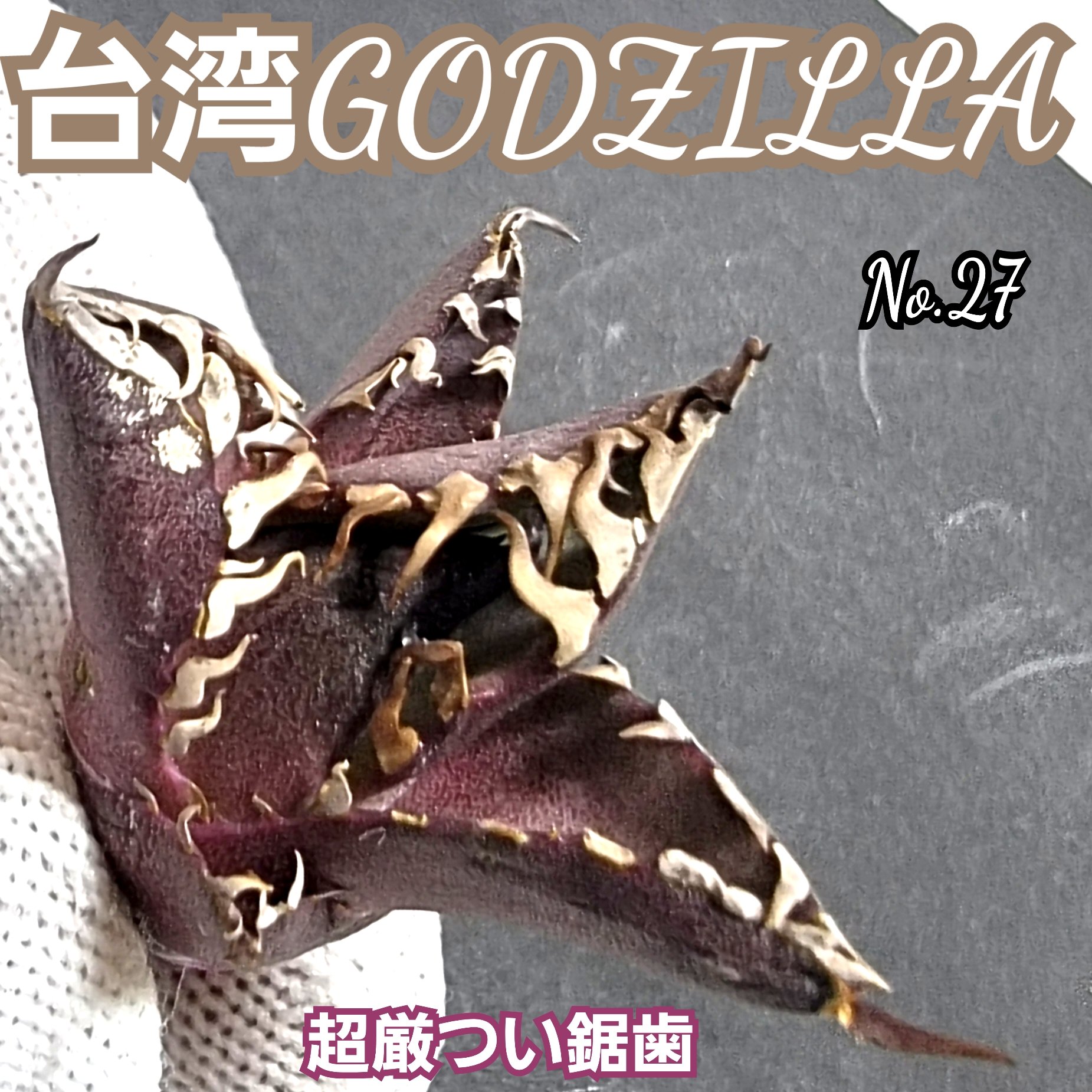 台湾ゴジラ No.27 不規則に乱れる超厳つい鋸歯が特徴的！入手困難な