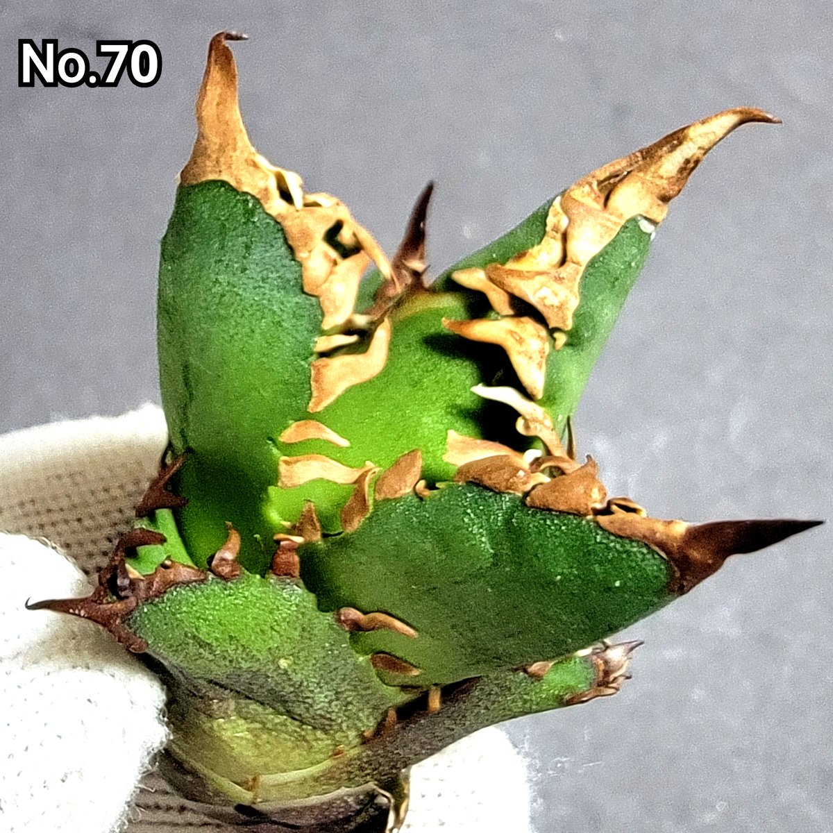 台湾ゴジラ No.70 不規則に乱れる超厳つい鋸歯が特徴的!入手 台湾ゴジラ No.70 不規則に乱れる超厳つい鋸歯が特徴的!入手
