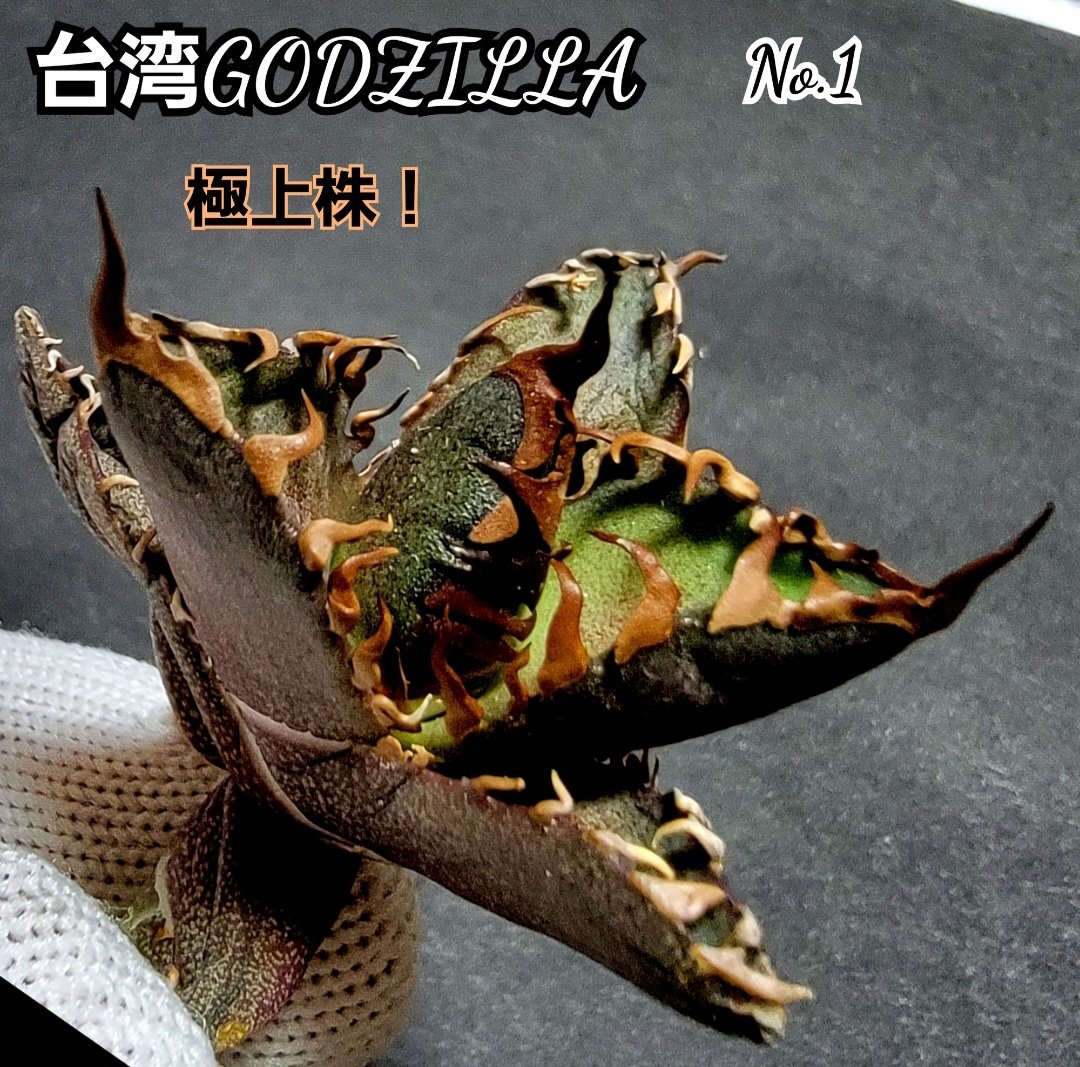 極上株！台湾ゴジラ No.1 不規則に乱れる鋸歯が特徴的！入手困難な高級