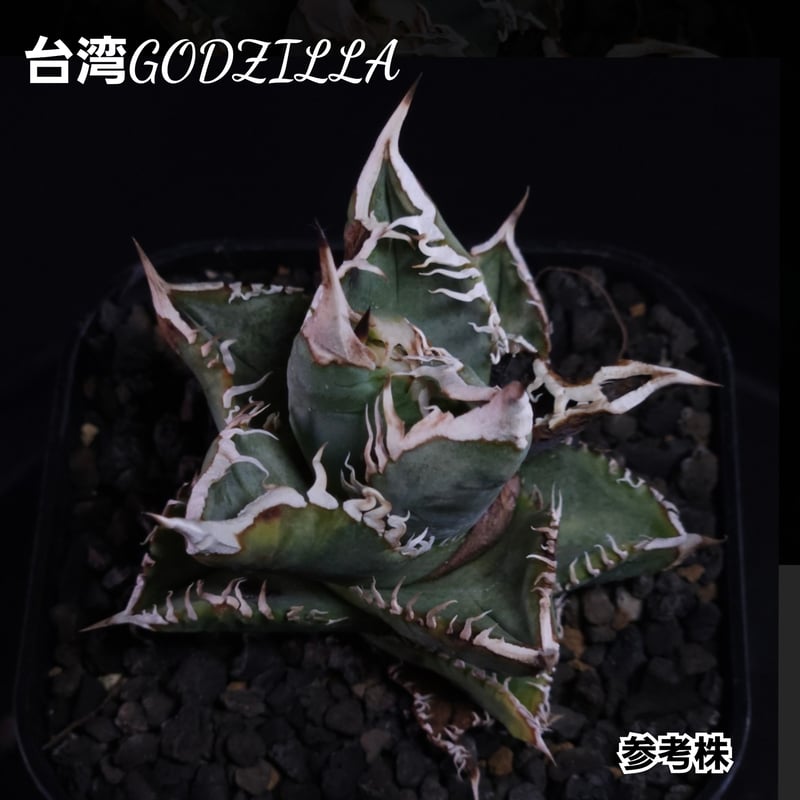 ハデス　恐竜牙歯　子株　コンパクト血統 アガベ チタノタ ハデス 恐竜牙歯 lize血統 最終値下げ