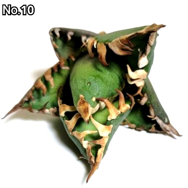 アガベ チタノタ 金剛 No.10 King Kong ゴツくて鋭い鋸歯が特徴