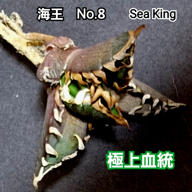 極上血統！ 海王 No.8 アガベ チタノタ 成熟すると一般的なチタノタと