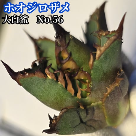 シーザー | STORES