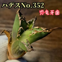 アガベ　 チタノタ 　ハデス　No.352　 優良血統子株厳選　恐竜牙歯