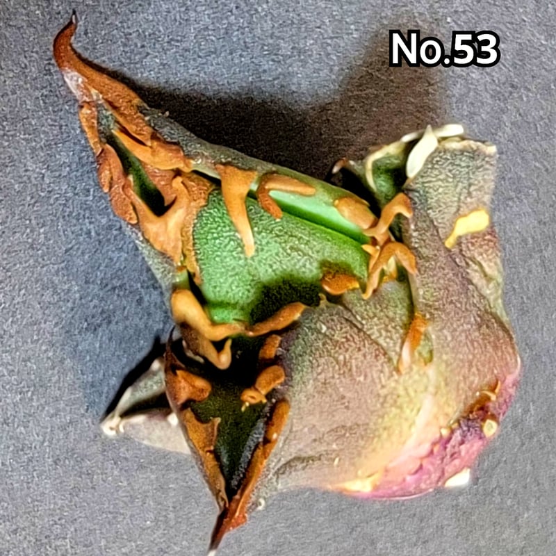 台湾ゴジラ No.53 不規則に乱れる超厳つい鋸歯が特徴的！入手困難な  