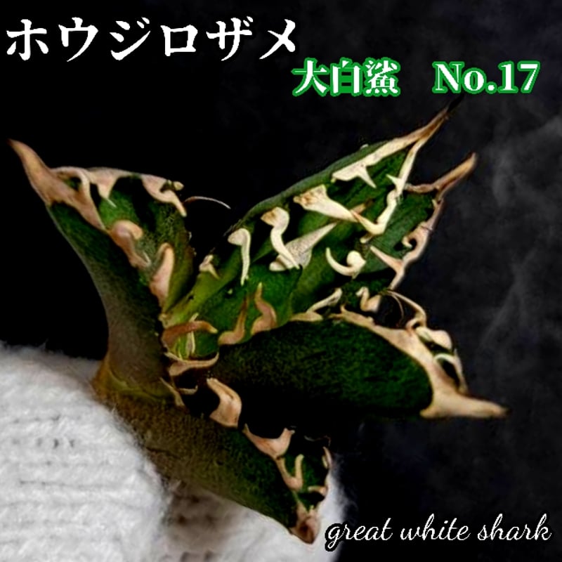 ホオジロザメ 大白鯊 No.17 アガベ チタノタ 葉と一体感のある ホオジロザメ 大白鯊 No.17 アガベ チタノタ 葉と一体感のある