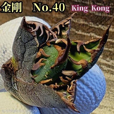 台湾ゴジラ | STORES