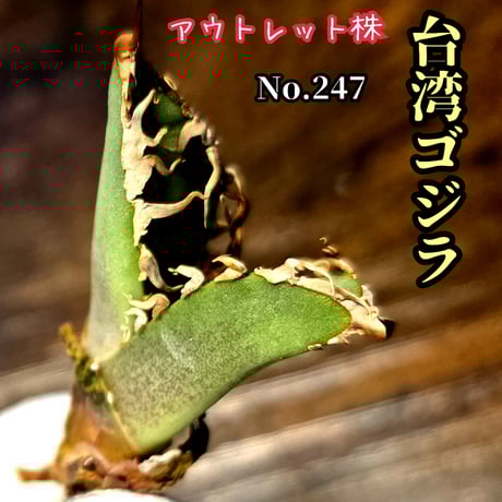 シーザー　極上 シーザー | STORES