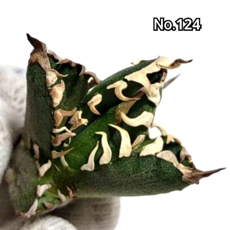 台湾ゴジラ No.124 不規則に乱れる超厳つい鋸歯が特徴的！入手困難高級