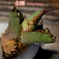 極上血統！ 海王 No.5 アガベ チタノタ 成熟すると一般的なチタノタと