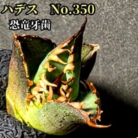 台湾ゴジラ　No.187　不規則に乱れる超厳つい鋸歯が特徴的！入手困難高級アガベ 台湾ゴジラ No.187 不規則に乱れる超厳つい鋸歯が特徴的！入手