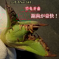 極上株 SAD 南アフリカダイヤモンド No.59 強棘株 白い鋸歯の幅が