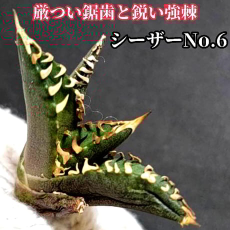 アガベ チタノタ シーザーNo.3 厳つい鋸歯と鋭い強棘が特徴 優良 アガベ チタノタ シーザーNo.3 厳つい鋸歯と鋭い強棘が特徴 優良