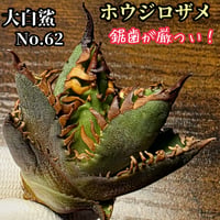 ホオジロザメ　大白鯊　No.62　大きい子株　アガベ　チタノタ　　葉と一体感のある大きな主刺と連刺の鋸歯が特徴　副刺が内側に巻き込む独特な草姿