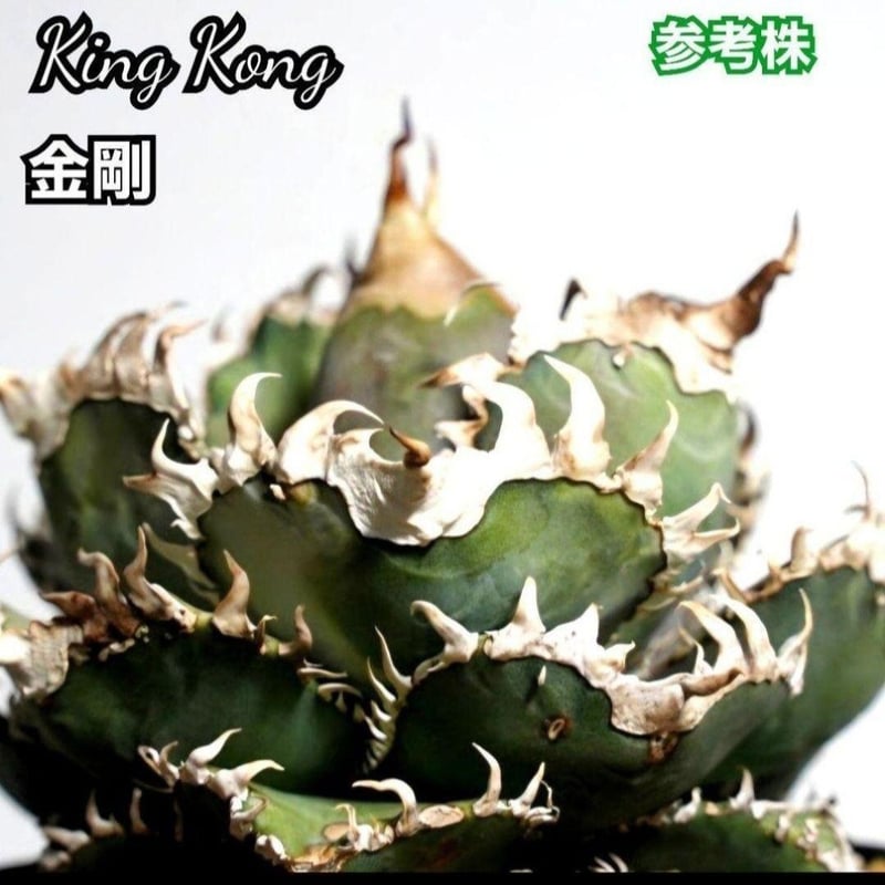 アガベ チタノタ 金剛 No.30 King Kong ゴツくて鋭い鋸歯が特徴