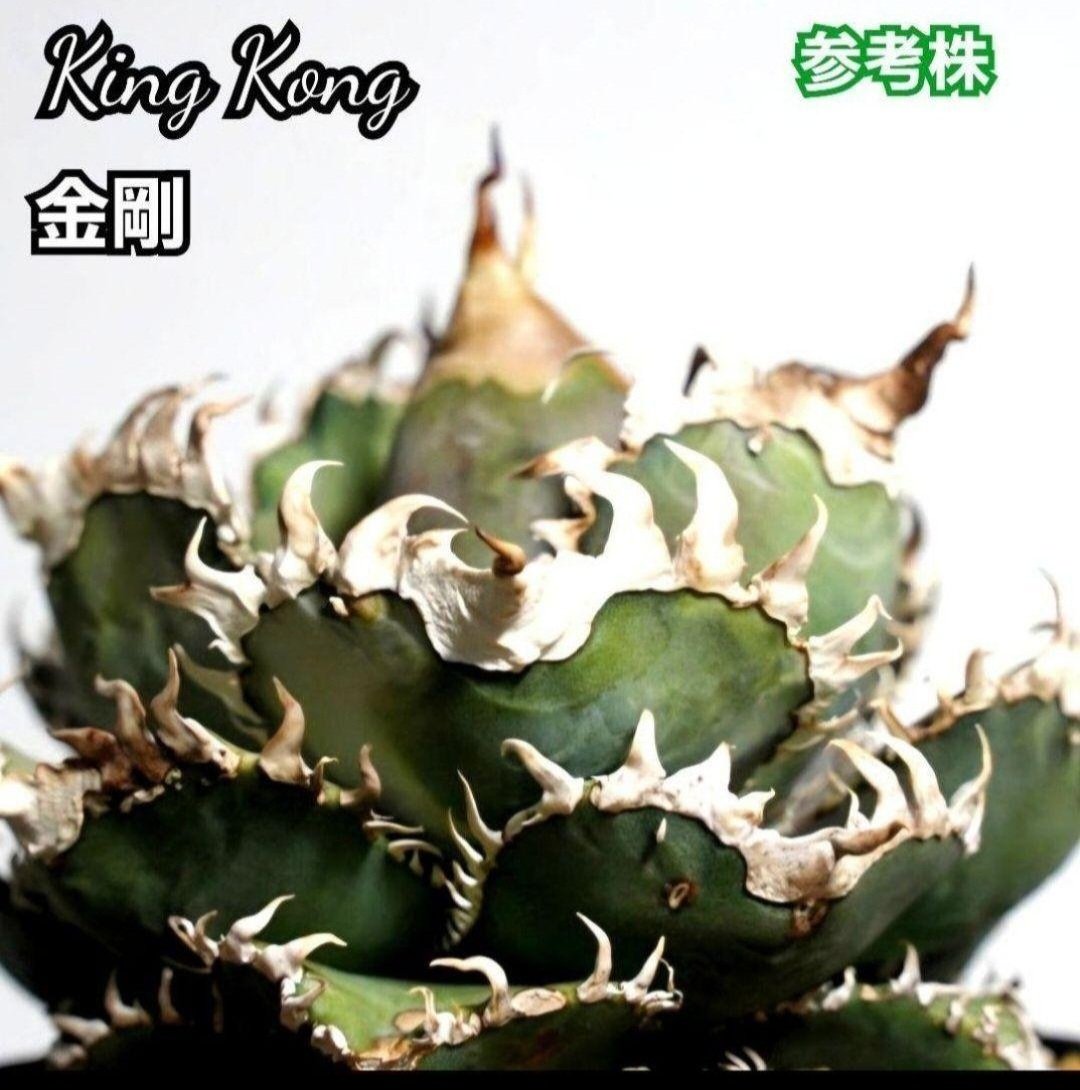 one アガベ チタノタ 金剛2株セット！【強鋸歯・コンパクト・幅広短葉】 アガベ・チタノタ 金剛（芽）-009｜agave titanota adamantine |