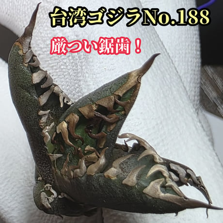 台湾ゴジラ | STORES 台湾ゴジラ | STORES