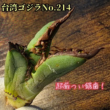 凱撒（シーザー）群生7頭 シーザー | STORES