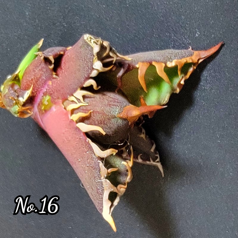 台湾ゴジラ No.16 不規則に乱れる超厳つい鋸歯が特徴的！入手困難な  